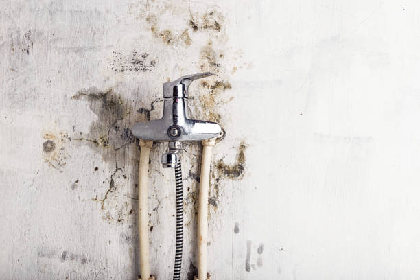 Best Insurance-Related Mold Remediation in Atwood, IL