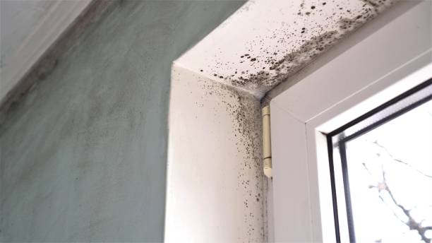Trusted Atwood, IL Mold Remediation Experts
