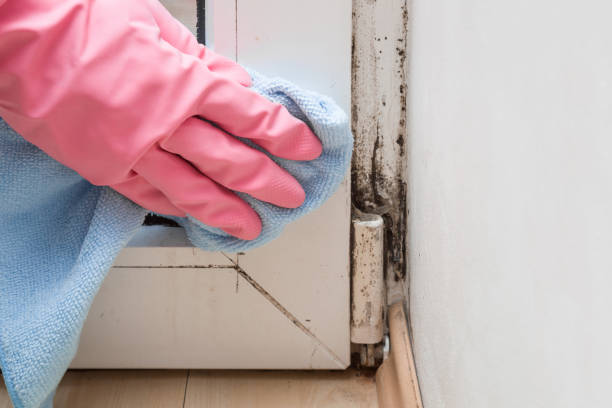Best Kitchen Mold Remediation in Atwood, IL